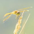 Female Saffron-winged Meadowhawk