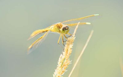 Female Saffron-winged Meadowhawk