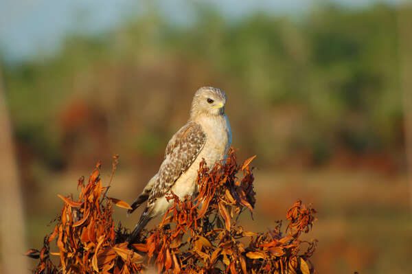 North American Nature Photography - RichLeighton.com