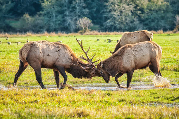 Battle of the Bulls – Breeding Season in Elk Country