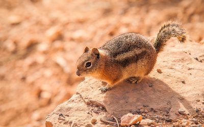 Golden-mantled Ground Squirrel