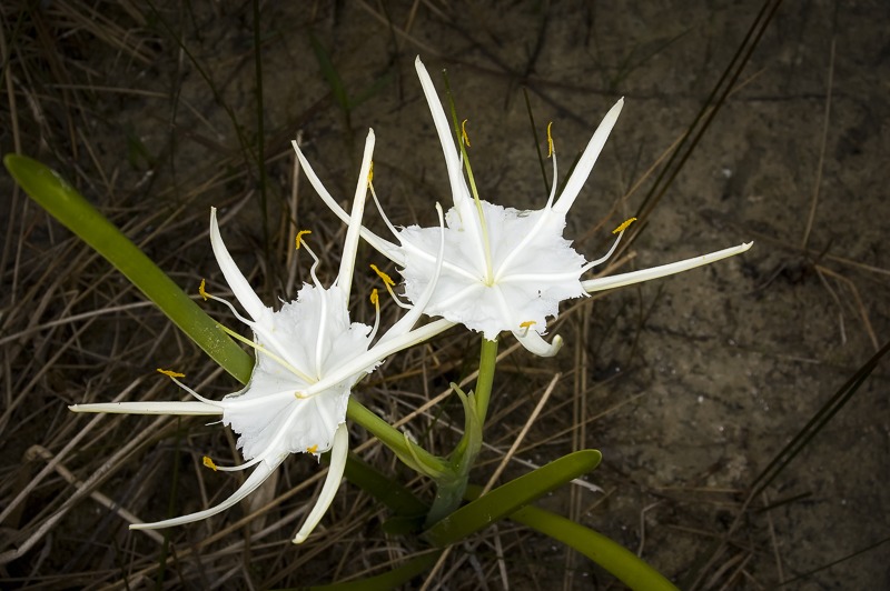 Alligator Lily