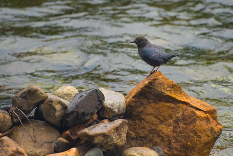 American-Dipper