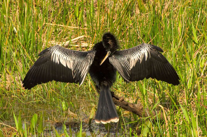 Anhinga2017-32-2