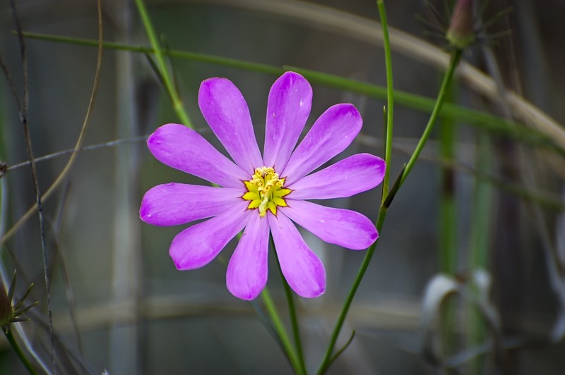 BartramsRosegentian101