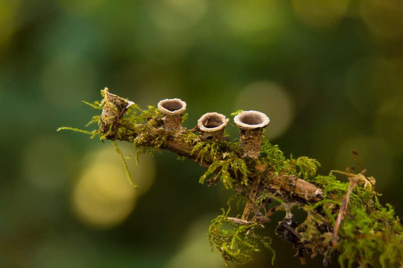 BirdsNestFungi2015-1