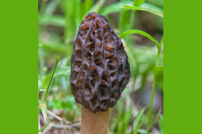 BlackMorel100-2