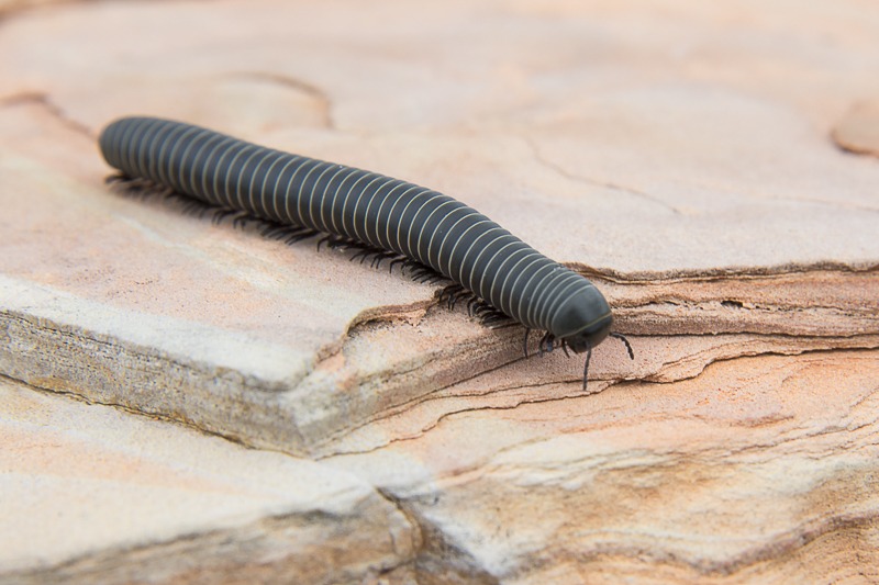 BlackTexasMillipede2015-4