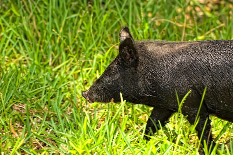 Boar103