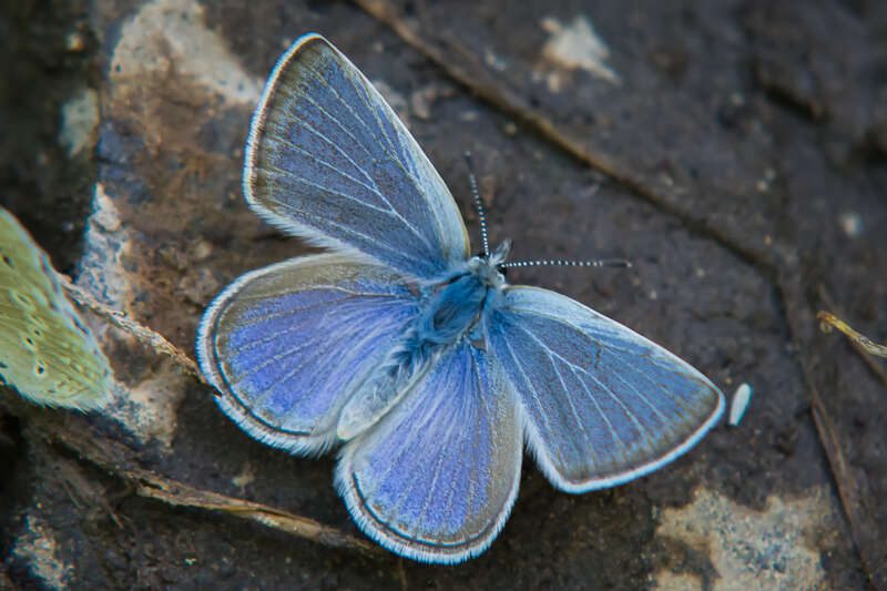 BoisduvalsBlue204