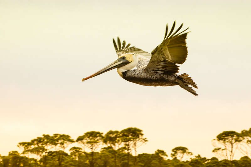 BrownPelican200