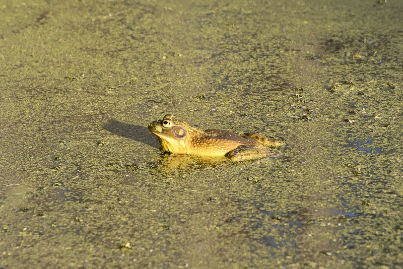 Bullfrog2020-1