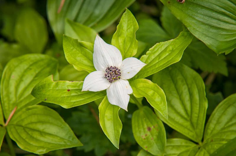 Bunchberry101