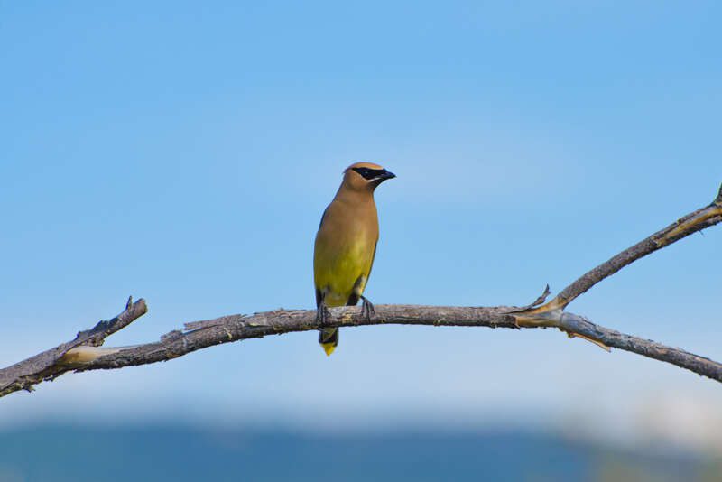 CedarWaxwing2020-1