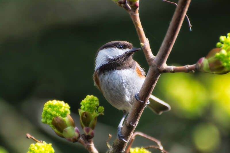 ChestnutBackedChickadee106