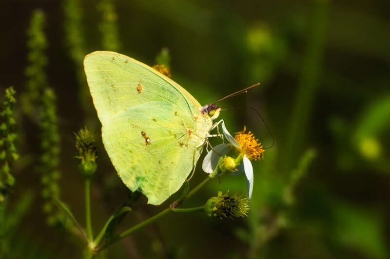 CloudlessSulphur101