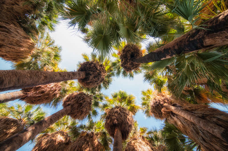 CoachellaValleyOasis101