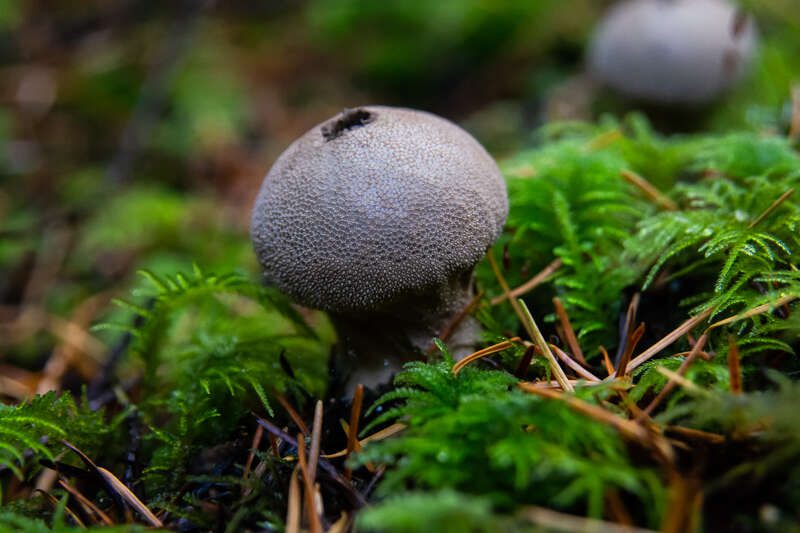 CommonPuffball2018-1
