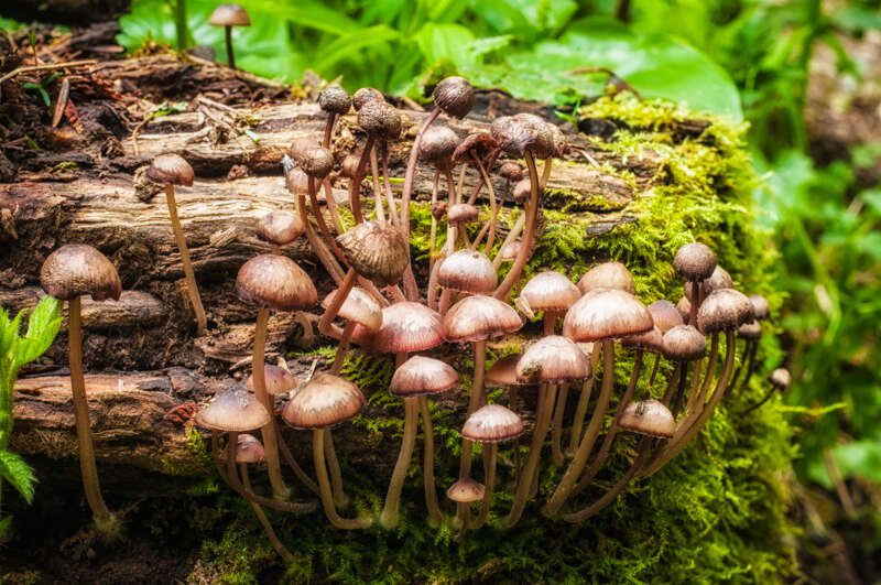 CommonStumpBrittlestem100