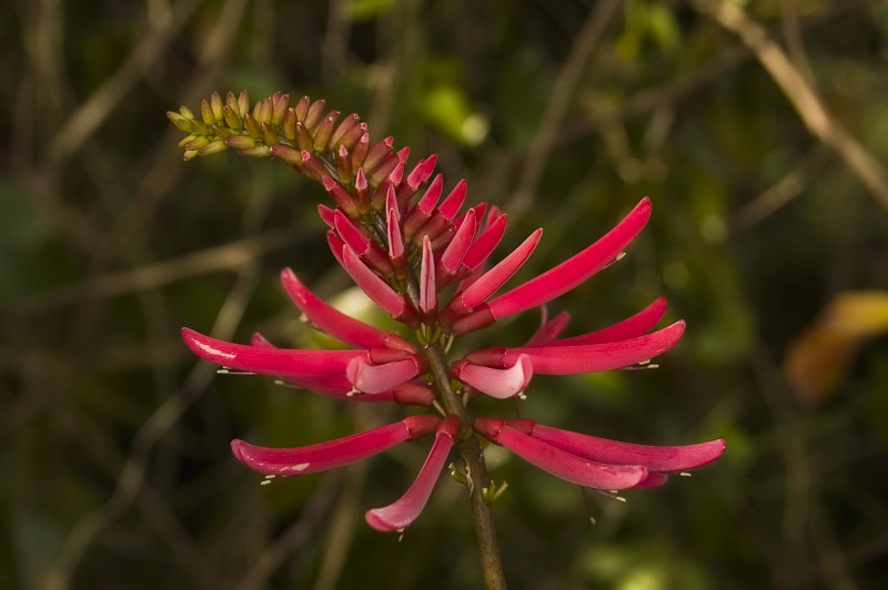 CoralBean100