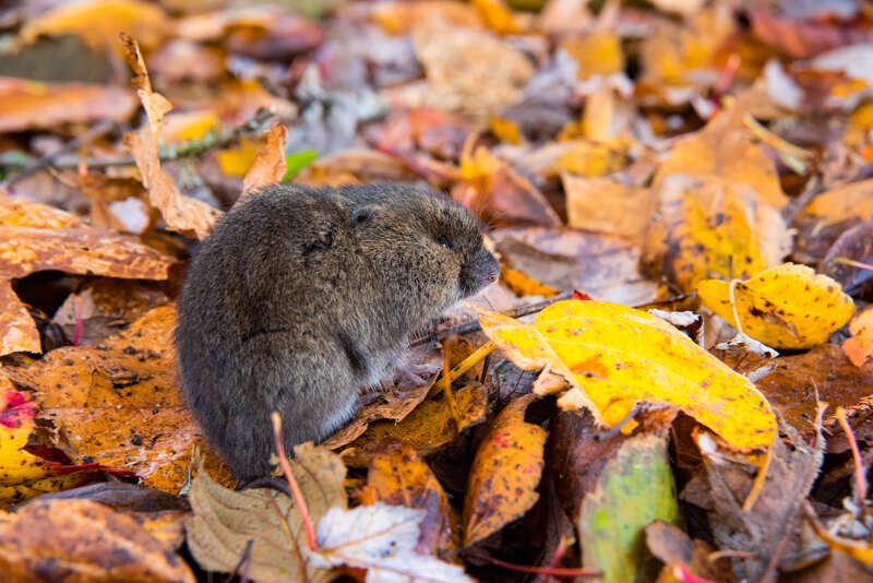 CreepingVole2020-6