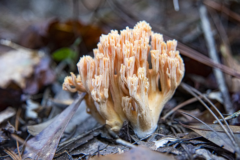 CrowntippedCoralFungus2022-1