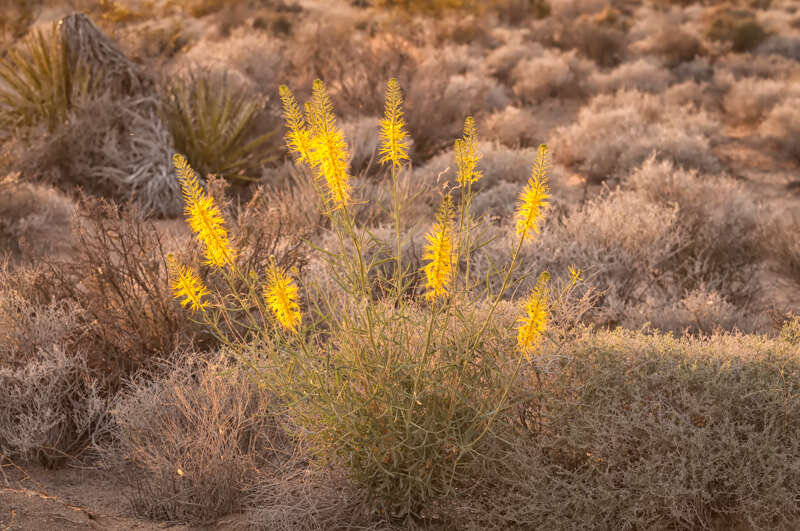 DesertPrincesPlume100