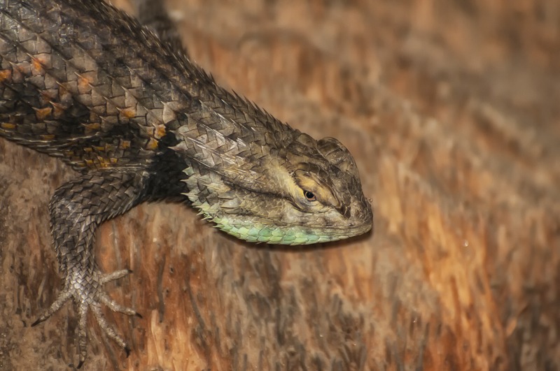 DesertSpinyLizard102