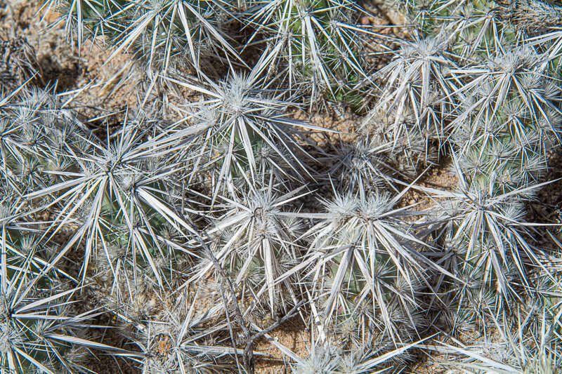 DevilCholla2015-3