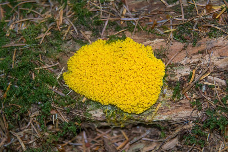 DogVomitSlimeMold2015-1