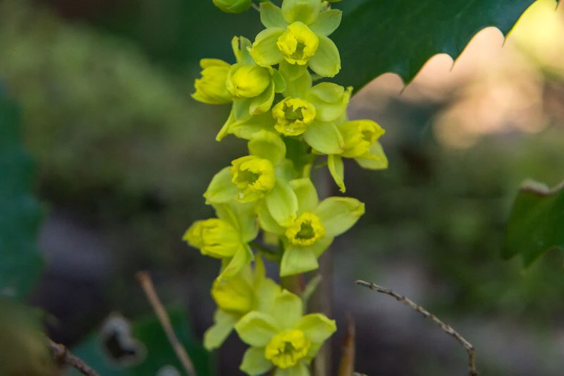 Dwarf-Oregon-Grape-Flowers