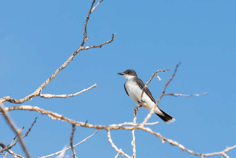EasternKingbird2020-2