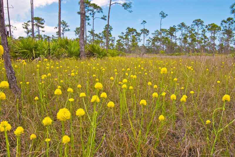 FloridaPrairie