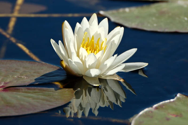 FragrantWaterLily100