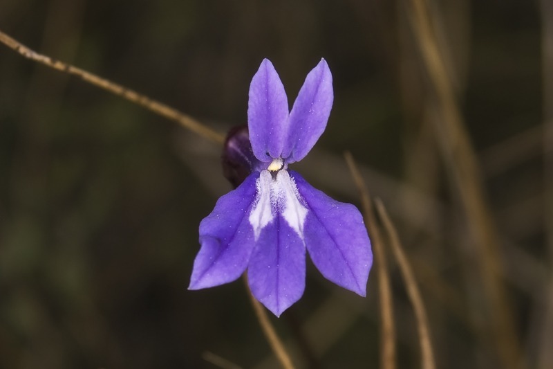 GladesLobelia100