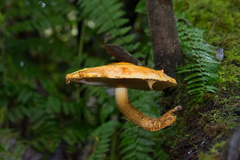 Golden-Scalycap-1