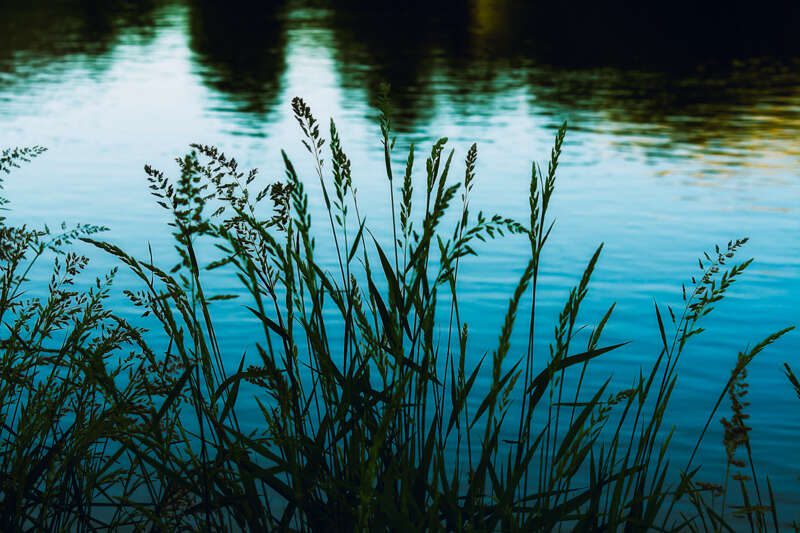 Grass200