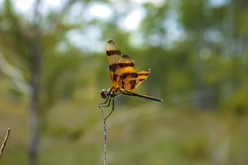 Halloween Pennant