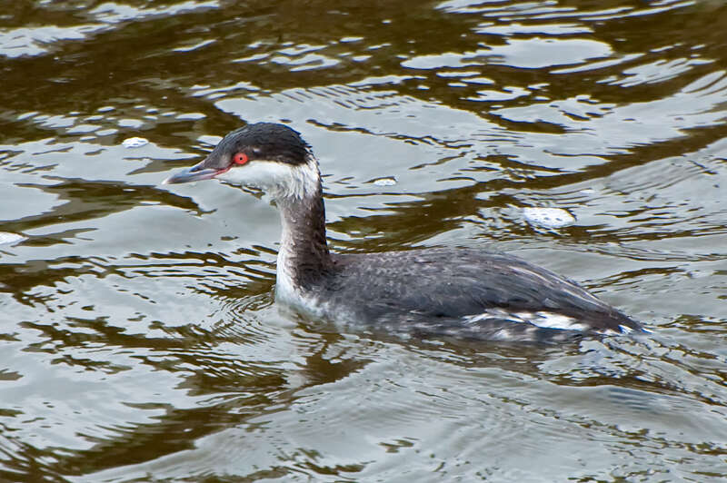 HornedGrebe100