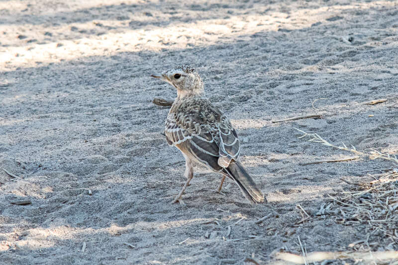 HornedLark2021-1