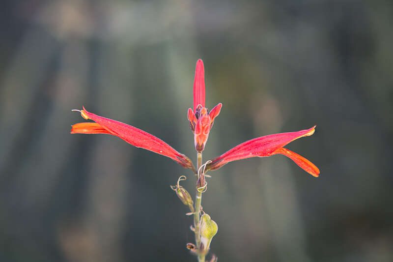 HummingbirdBush2015-1