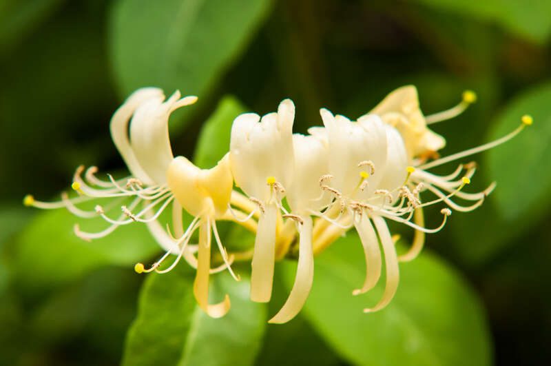 JapaneseHoneysuckle2017-1