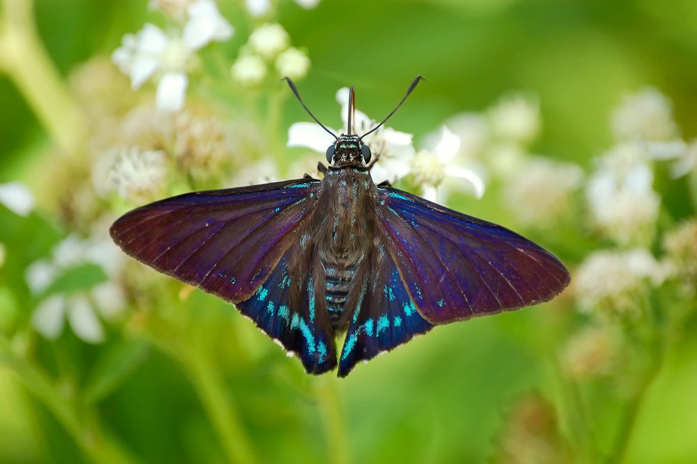 MangroveSkipper100