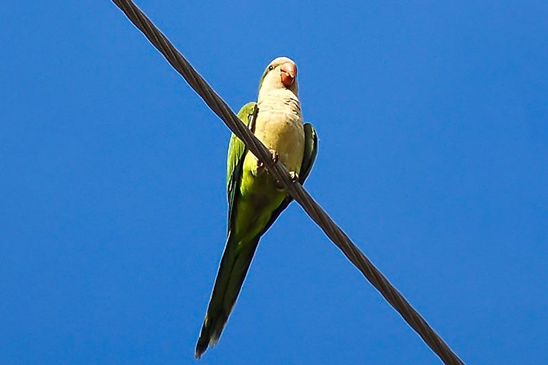 MonkParakeet100-2