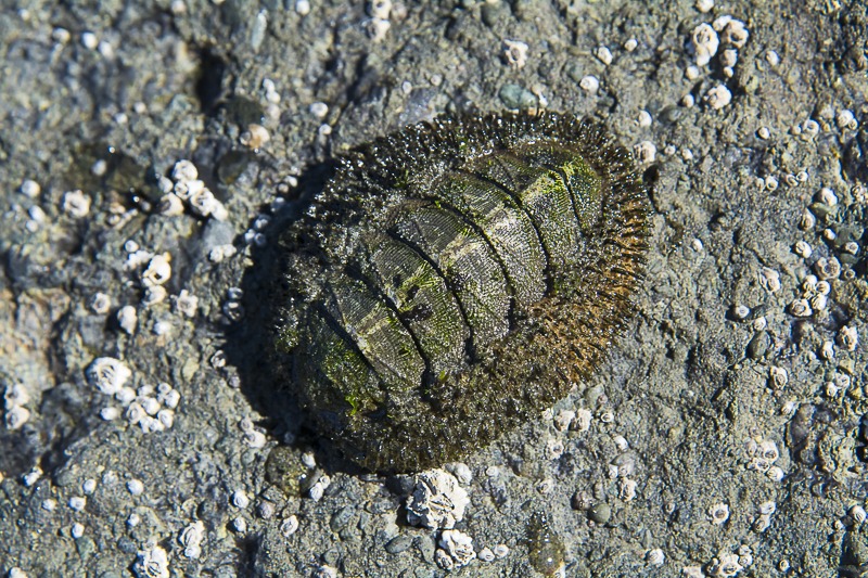 MossyChiton-9