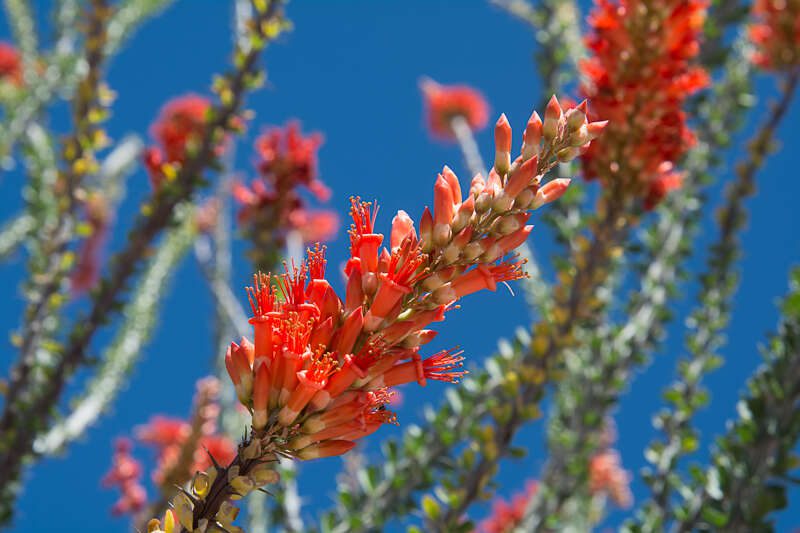 Ocotillo2015-1