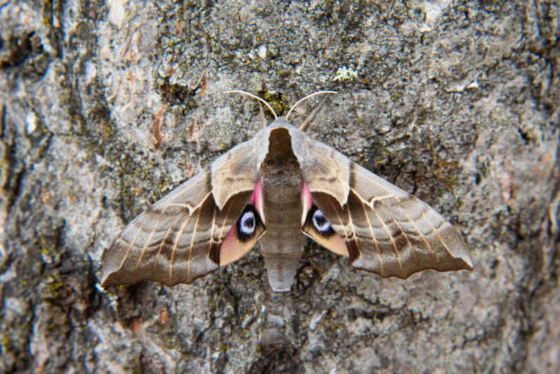 One-Eyed-Sphinx-Moth-5