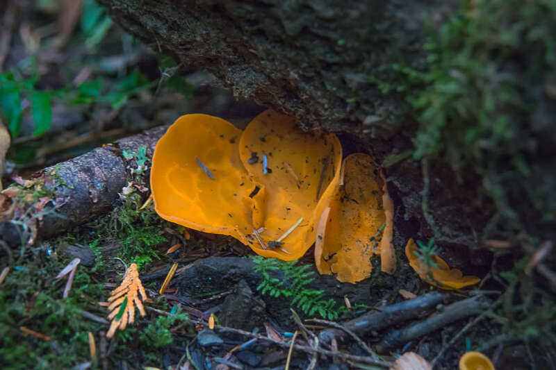 OrangePeelFungus2015-1