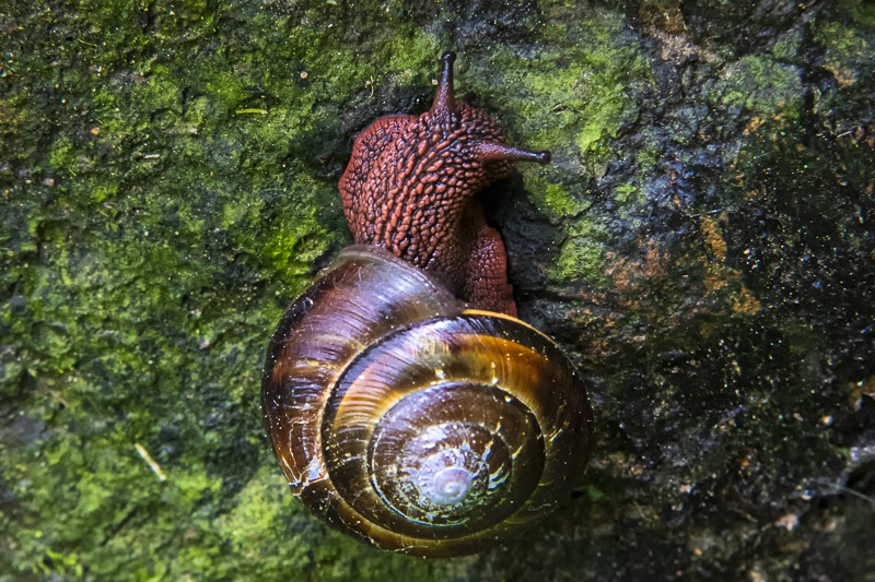 PacificSidebandSnail2020-1