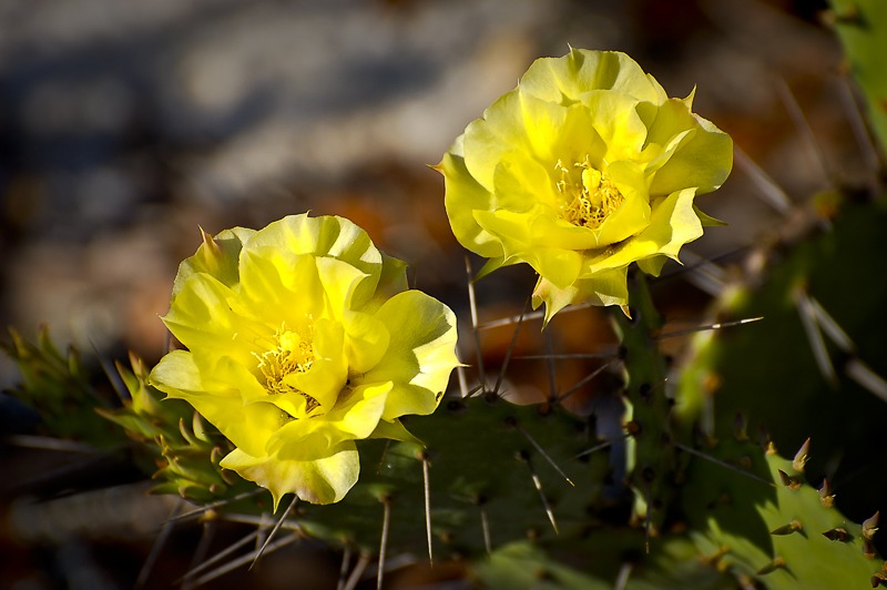 PricklyPear101